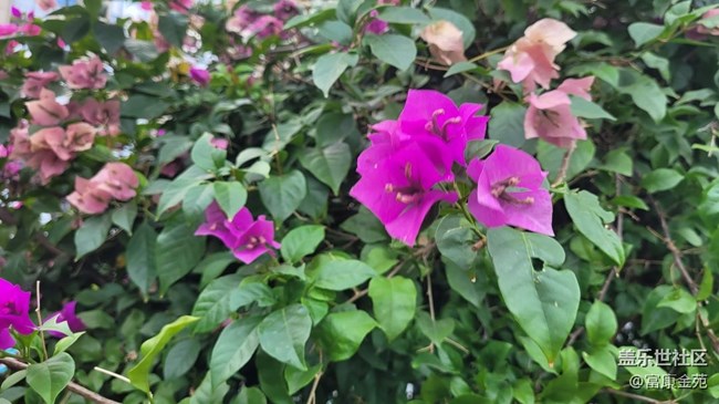 #秋已至——花開(kāi)