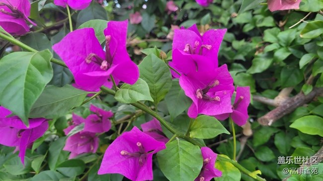 #秋已至——花開(kāi)