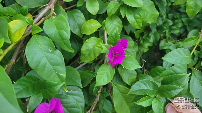 #秋已至——花開(kāi)