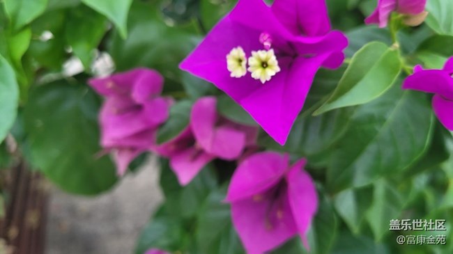 #秋已至——花開(kāi)