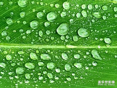 【你眼里的風(fēng)景】+秋雨過后