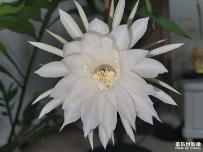曇花一現(xiàn)