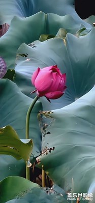 殘荷……