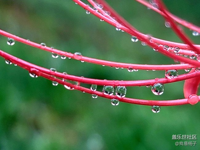 【向往】＋彼岸花開