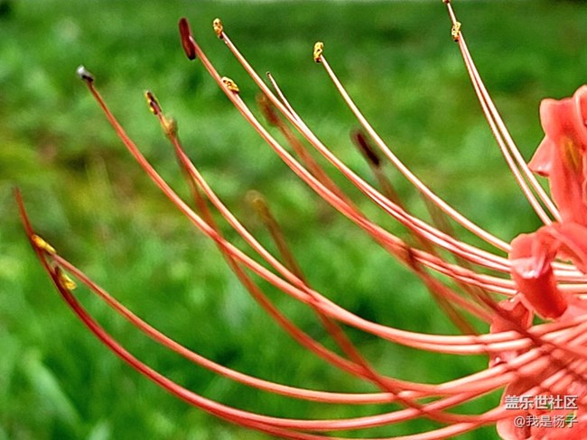 【向往】＋彼岸花開