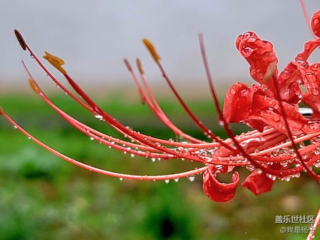 【向往】＋彼岸花開