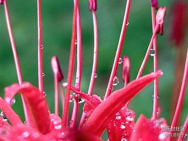 【向往】＋彼岸花開