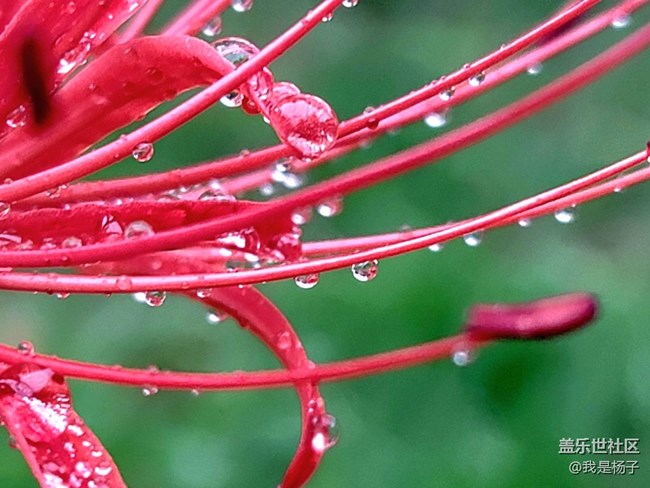 【向往】＋彼岸花開