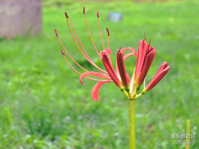 【向往】＋彼岸花開