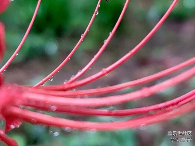 【向往】＋彼岸花開