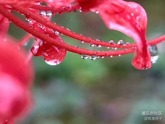 【向往】＋彼岸花開