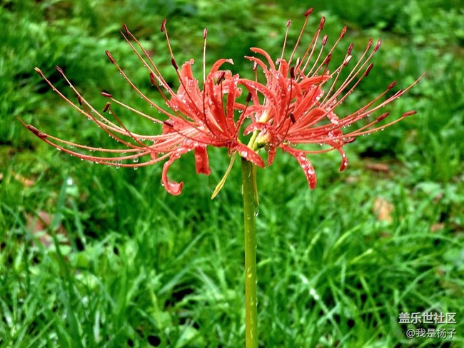 【向往】＋彼岸花開