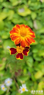 野菊花