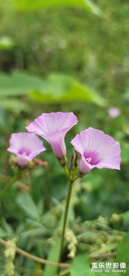 牽牛花