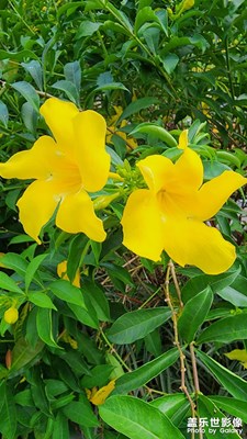 軟枝黃蟬花