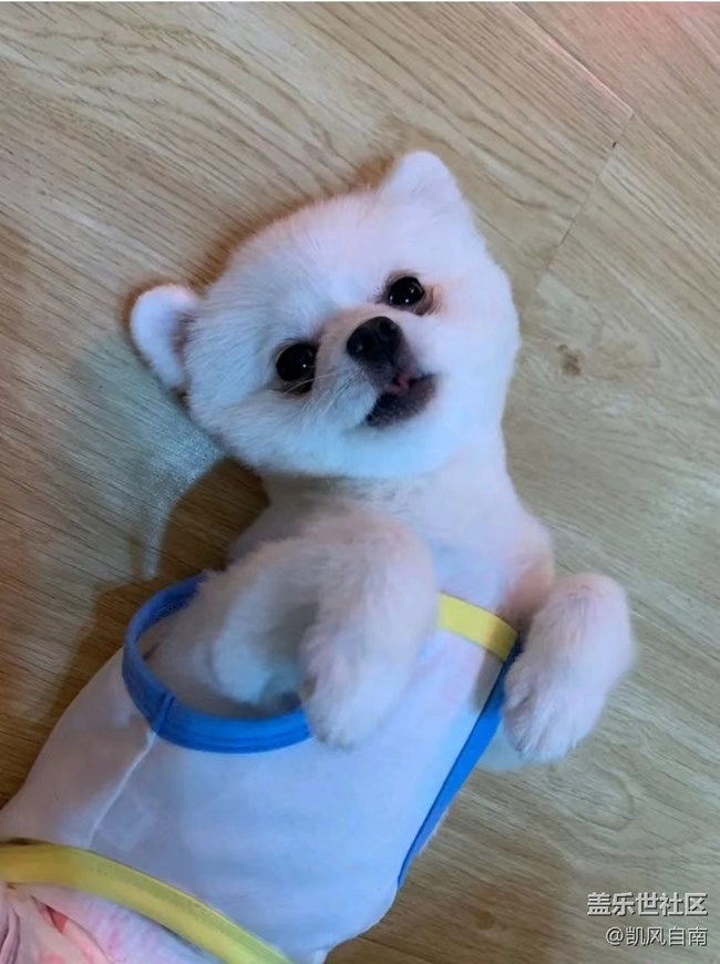 沈陽(yáng)星部落寵物攝影&十一聚餐活動(dòng)招募中