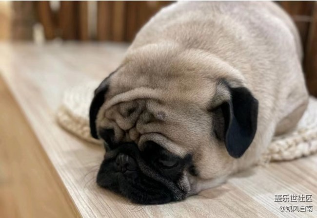 沈陽(yáng)星部落寵物攝影&十一聚餐活動(dòng)招募中