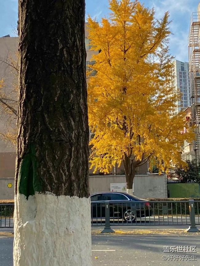 【都市映像】落葉紛飛