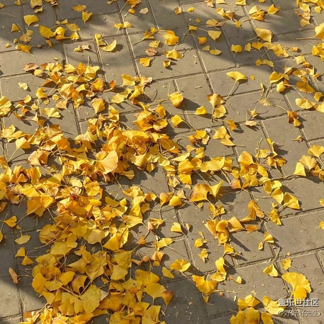 【都市映像】落葉紛飛