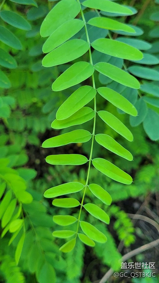 【向往】+讓生活充滿綠色