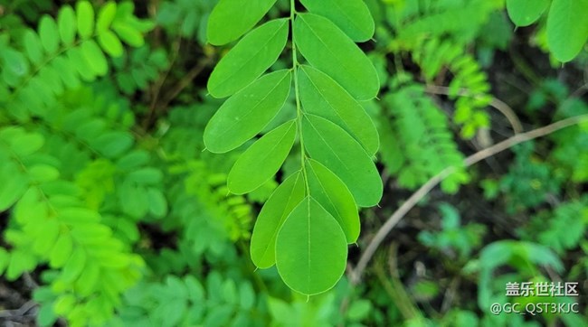 【向往】+讓生活充滿綠色