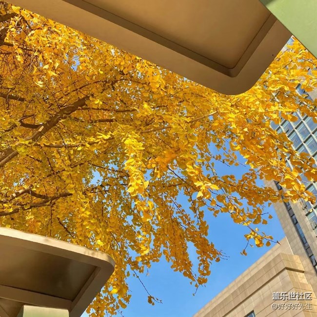 【都市映像】落葉紛飛