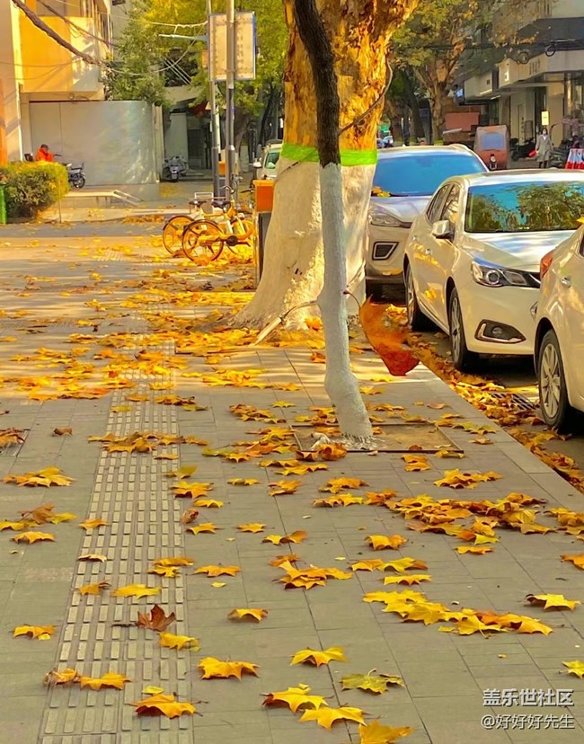 【都市映像】落葉紛飛
