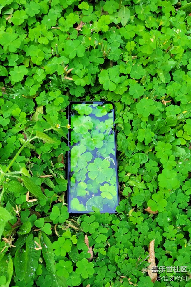 【Z元素】fold4與三葉草