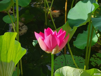 【假日隨拍】+一種美