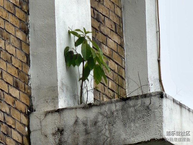 就因?yàn)?00倍變焦功能，才入手的三星S22Ultra