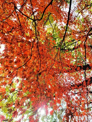 沈陽的秋天。。。。