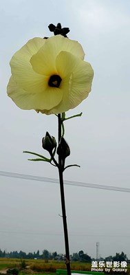 國(guó)慶在家的鄉(xiāng)村生活