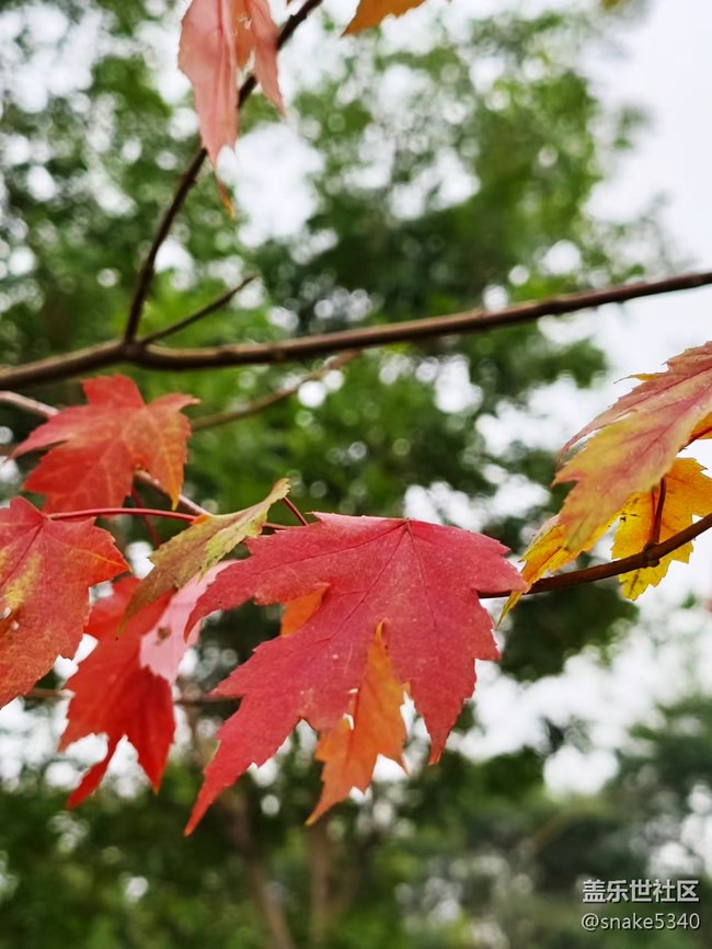 【深秋之時(shí)】+ 真的紅了