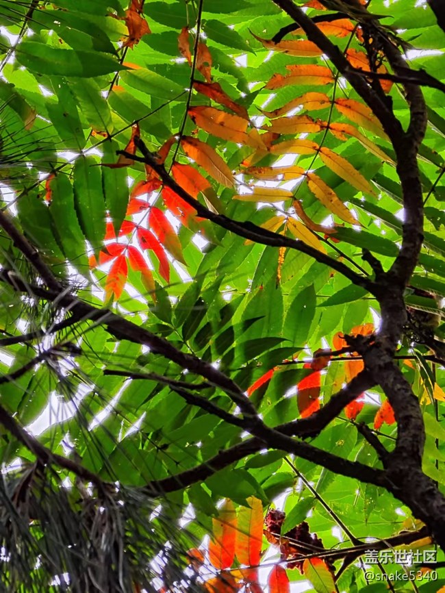 【深秋之時(shí)】+ 真的紅了