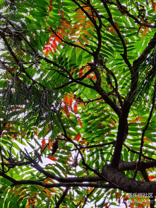 【深秋之時(shí)】+ 真的紅了