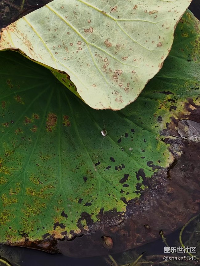 【深秋之時(shí)】+ 真的紅了
