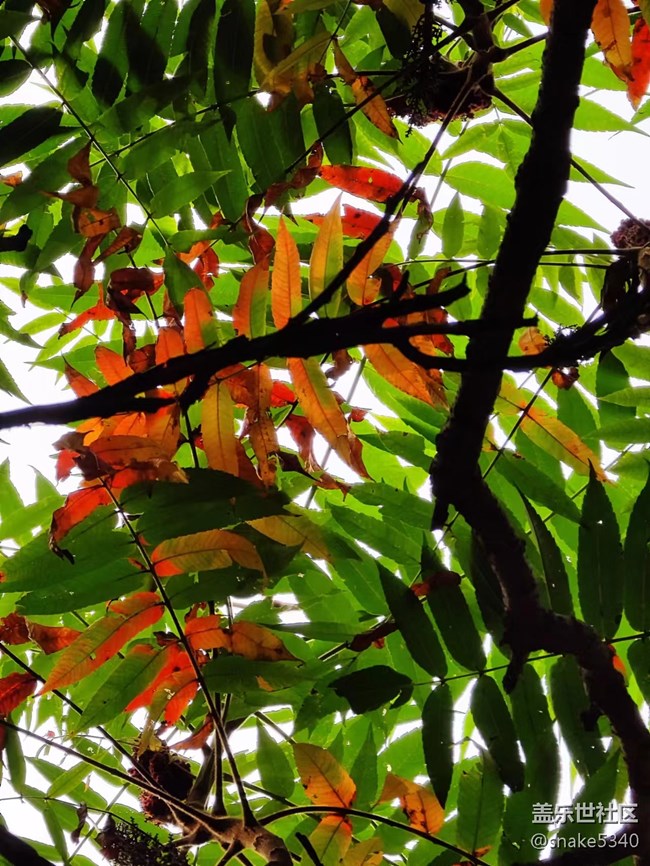 【深秋之時(shí)】+ 真的紅了