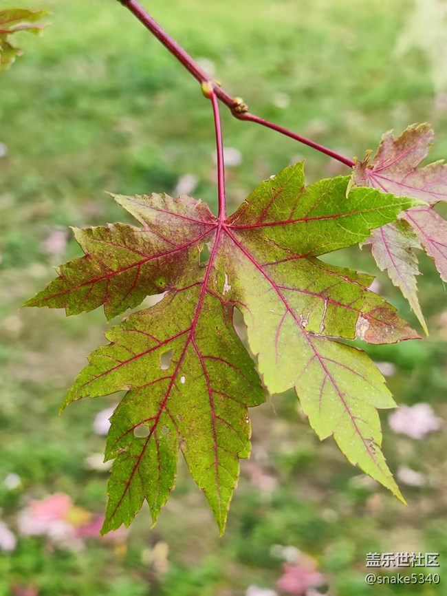 【深秋之時(shí)】+ 真的紅了