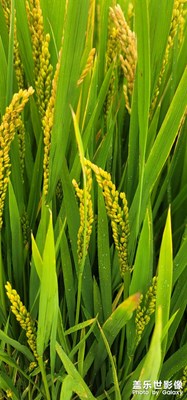 鄉(xiāng)村植物
