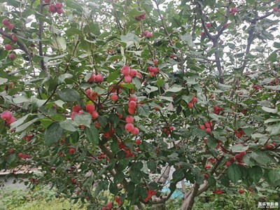 【我的小長(zhǎng)假】====好吃的的水果