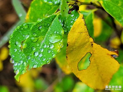 【我的小長假】雨中漫步