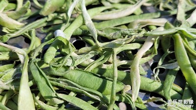 【我的小長(zhǎng)假】+曬豆角絲