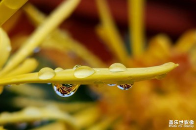 【假日隨拍】雨滴