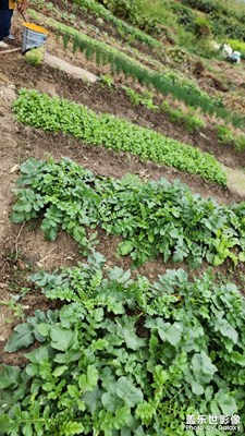 國慶節(jié)開荒季