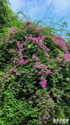 杜鵑花