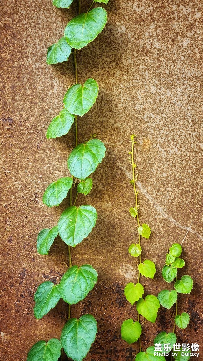 《每周星鮮事》 第121期: