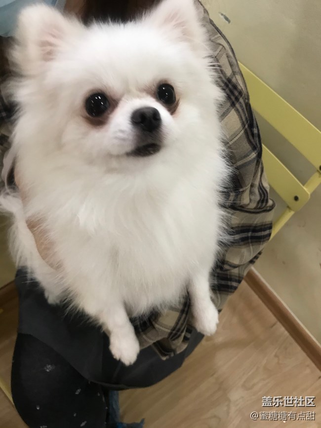 聚餐、擼狗活動之回顧篇