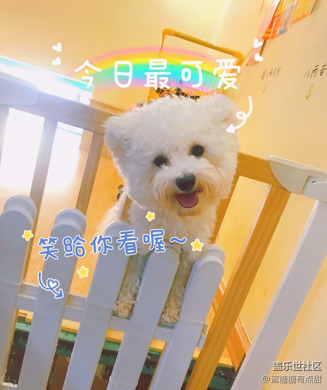 聚餐、擼狗活動之回顧篇