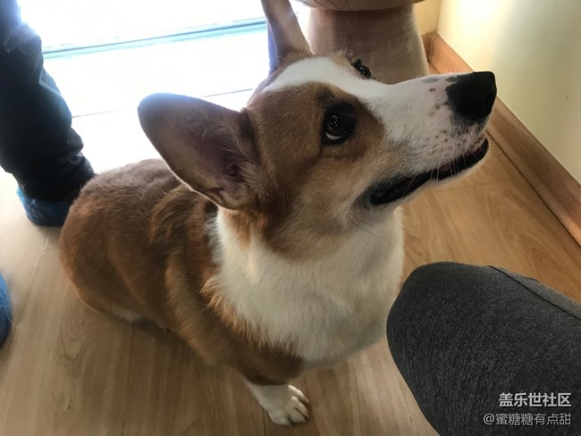 聚餐、擼狗活動之回顧篇