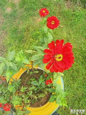 艷壓群芳